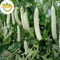 ราคา เมล็ดมะระขาว เมล็ดพันธุ์มะระจีนขาว White Bitter Gourd Seeds 10เมล็ด/แพ็ค ของแท้ 100% ปลูกง่าย อัตรางอกสูง ผลผ-PPOP SEEDS (44703829810)