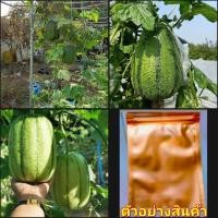 ราคา (10-15เมล็ด) เมล็ด บวบแตงโม เมล็ดบวบแตงโม บวบ แตงโม happy (15864098793)