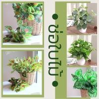 ราคา ช่อใบไม้ ช่อละ 20 - 25฿ ช่อใบไม้ปลอม ใบพลูด่าง พลูด่างปลอม ดอกไม้ปลอม ตกแต่งบ้าน พร๊อพถ่ายรูป (สินค้าพร้อมส่ง) (4031851448)