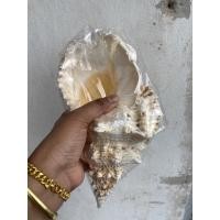 ราคา เปลือกหอยสังข์กบตัวใหญ่ ขนาด 9-10 นิ้ว เปลือกหอยสะสม หายาก เปลือกหอยแท้ธรรมชาติ (8208986604)