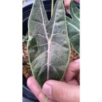 ราคา บอนดำสตูลกระดูกชมพู บอนดำสตูลก้านชมพู Alocasia Satun บอน ไม้ด่าง ไม้มงคล บอนสตูล (9789839646)