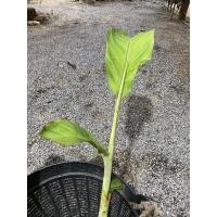 ราคา กล้วยน้ำว้าด่างน้อย กล้วยด่าง (6093957595)