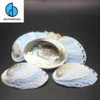 ราคา Blue Abalone Shells - หอยเป๋าฮื้อตกแต่งหลายขนาด - เปลือกหอยเป๋าฮื้อที่สวยงาม (43578122281)