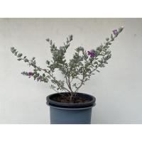 ราคา ต้นนีออน (Purple sage) ใบสีเงิน (5579407837)