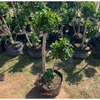 ราคา บอนไซ ต้นช้อนเงินช้อนทอง ต้นละ390บาท (3083186707)