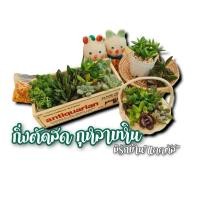 ราคา กุหลาบหิน แคคตัส กุหลาบหิน5บาท แคคตัส ใบกุหลาบหิน ยอดกุหลาบหิน กระบองเพชร5บาท ‍ (10148542092)