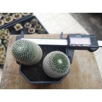 ราคา ขายแคคตัสแมมนกฮูก Mammillaria Microthele ไม้เมล็ด (7072406773)