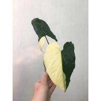 ราคา syngonium เงินไหลมา เงินไหลมาด่างเหลือง เงินไหลมาด่าง ต้นเงินไหลมา syngonium yellow var. (6669942179)