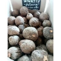 ราคา [สำหรับทาน] มันพร้าวเพชรบูรณ์ หวาน มัน หนึบ อร่อย : มันโบราณ หาทานยาก : Thai Traditional Yam (24191845871)