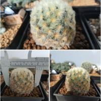 ราคา Mammillaria camenae"คามิเน่บุดด้า คามิเน่ลูกเจี๊ยบ (7261978587)