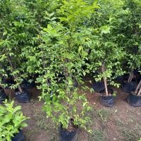 ราคา ต้นโมก สูง100-120เซนติเมตร ต้นไม้มงคล ดอกไม้สีขาวมีกลิ่นหอม ขายราคาถูก (4952872066)