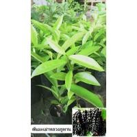 ราคา ต้นกล้ามะเม่าหลวงภูพาน(หมากเม่า) ชุดล่ะ120บาท1ชุดมี4ต้น (11949166801)