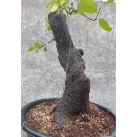 ราคา ตะโก ขนาดใหญ่ตอเก่าแก่ ความสูงต้น 53 ซม. (24763020912)