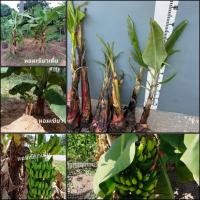 ราคา หน่อกล้วยหอมเขียวเตี้ย กล้วยโบราณหายาก หน่อใหญ่ พร้อมลงดินติดลูก6-8เดือน (26474775553)