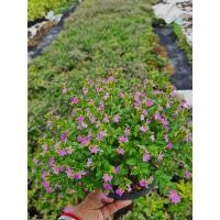 ราคา ต้นหลิวไต้หวันม่วง6นิ้ว (16298880167)