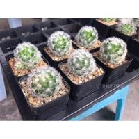 ราคา แมมคามิเน่ขาว ดอกสีขาว 3 ต้น (11201268367)