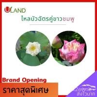 ราคา อินทรีย์็ด ใหม่็ด Uland ไหลบัวฉัตรคู่ขาวชมพู ไหลบัว บัวฉัตรชมพู บัวฉัตรขาว หลดบัว บัวฉัตร ดอกบัวชมพู บัวหลวง ใหม ดอก (19776342067)