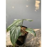 ราคา philodendron mamei philodendron silver cloud (11208255035)
