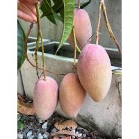 ราคา ต้นมะม่วงแดงจักรพรรดิ/แบบเสียบยอด ต้นแข็งแรงพร้อมปลูก (24625847409)