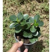 ราคา ช้อนเงินช้อนทอง ไม้มงคล (8463858487)