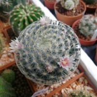 ราคา แมมขนนกเหลือง "Mammillaria schiedeana" (2742859561)