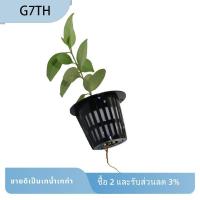 ราคา ตะกร้าปลูกต้นไม้ ตะกร้าปลูกผัก ตะกร้าปลูกไฮโดรโปนิกส์ A (49155493272)
