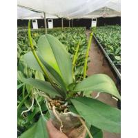 ราคา กล้วยไม้ฟาแลนนอปซิส AVAILABLE พร้อมก้านดอก 2-3 ก้าน (ทุกสี ลูกค้าเลือกสีได้นะคะ (42314546900)