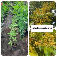 ราคา ต้นประยงค์หลวง ประยงค์หลวง (43252871997)