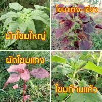 ราคา เมล็ดผักโขม ผักโขมใบใหญ่ ผักโขมเขียวแดง ผักโขมแดง ผักโขมก้านแก้ว ผักโขม2สี ## ผักสวนครัว ผักโขมใหญ่ ผักโขม (9174281793)