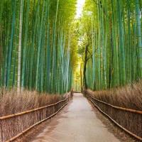 ราคา เมล็ดพันธุ์ ไผ่โมโซ ไผ่หนังจีน ไผ่ญี่ปุ่น moso bamboo 20 เมล็ด (11909819580)