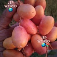 ราคา ต้นอินทผาลัม พันธุ์ อัมเอ็ดดาฮาน UM ED DAHAN A.W.M. 126 เพาะเมล็ด สูง 25-30 ซม (10018617484)