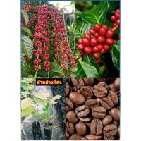 ราคา 5ต้น ต้นกาแฟโรบัสต้า ต้นกาแฟ โรบัสต้า Robusta coffee Coffea canephora Pierre ex A. Froehner / kalawoay (49705489176)