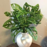 ราคา ต้นพลูฉลุ ไม้ฟอกอากาศ (5931656257)