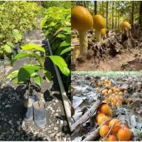 ราคา ต้นยางนา(ราดเชื้อเห็ดระโงกแล้ว) 10ต้น (42526691896)