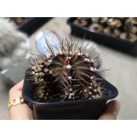 ราคา แคคตัส​ ยิมโนคาลิเซียมไม้ด่างหัวสี​ GYMNO​ CALYCIUM​ CACTUS (9361868816)