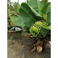 ราคา ต้นกล้วยหอมแคระ ต้นเตี้ยทานอร่อยหอมหวานคล้ายกล้วยไข่ ชุดใหม่พร้อมส่งเตี้ยจริงแคระจริงสูงแค่เมตรกว่า ออกเครือลงกระถางได้ (25394988865)