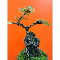 ราคา บอนไซ เกล็ดปลาหมอ อายุ 10 ปี รากเกาะหิน (27537548341)