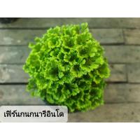 ราคา เฟิร์น กนกนารี อินโด กระถาง 4 นิ้ว (3877476181)