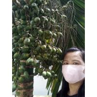 ราคา ต้นหมากเตี้ยต้นละ50บาท (9466127954)