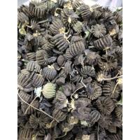 ราคา เมล็ดพันธุ์สมุนไพรต้นครอบจักรวาล/กระติบข้าว/มะกล่องข้าว บรรจุ 25 กรัม (47956709888)