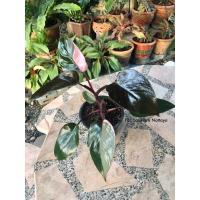 ราคา philodendron pink princess ต้นสูง 10 นิ้ว (9609229041)