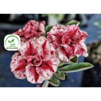 ราคา ต้นชวนชม ชวนชมดอกซ้อน ชวนชมดอกกุหลาบ ไม้มงคล ขนาดกระถาง 6 นิ้ว #381 (22560585482)