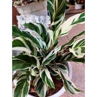 ราคา Calathea fusion white คล้าเงินสะพัด/คล้าราชภัฏ/คล้าด่างขาว(ไวท์ฟิวชั่น)"กระถาง 6 นิ้ว" (8291073339)