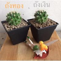 ราคา แคคตัส “ถังเงิน, ถังทอง” กระถาง 3 นิ้ว (7746444206)