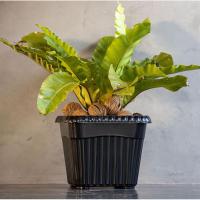 ราคา BigOne กระถางต้นไม้ สีดำ กระถางพลาสติก สี่เหลี่ยม ขนาด 12 นิ้ว (7640819548)