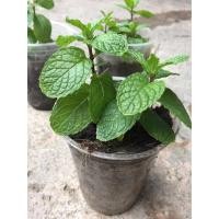 ราคา ต้นพันธ์ุสะระแหน่ สะระแหน่พร้อมปลูก สะระแหน่ organic (8418011624)