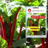 ราคา เมล็ดพันธุ์สวิสชาร์ดสีแดง – Ruby Red Swiss Chard (เมล็ดพันธุ์คุณภาพดี) (5840319448)