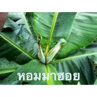 ราคา หน่อกล้วยสายพันธุ์หอมมาฮอย (50456251207)