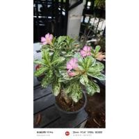 ราคา ชวนชมใบด่าง(ลายหินอ่อน) (51655684887)