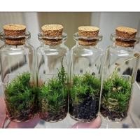 ราคา ชุดปลูกต้นไม้ในขวดจิ๋ว (17835381000)